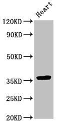 NMI Antibody