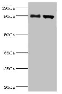 ADAM9 Antibody