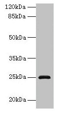 RAB32 Antibody