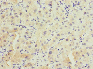 FHL3 Antibody