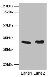 FHL3 Antibody