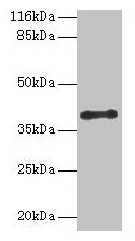 CYLC2 Antibody