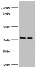 HNRNPD Antibody