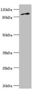 MCM6 Antibody