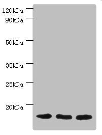 TOMM20 Antibody