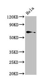 TRIP4 Antibody