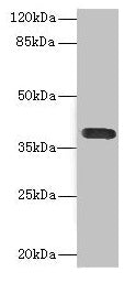 CD226 Antibody