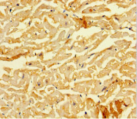 SMAD1 Antibody