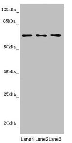 STXBP2 Antibody