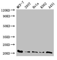 TAF9 Antibody