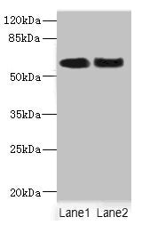 NFIA Antibody