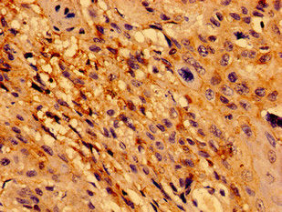 TCF15 Antibody