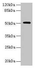 NR1H3 Antibody