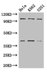 PSMD2 Antibody