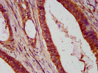 MAD2L1 Antibody