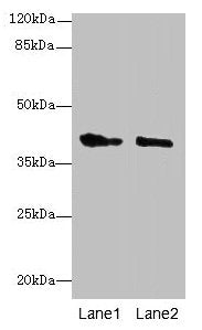GPR17 Antibody