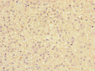 TMED1 Antibody