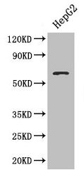 SMAD4 Antibody