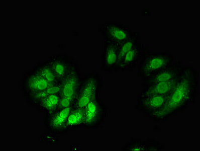 CUL4A Antibody