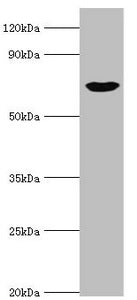 PRKG1 Antibody