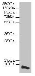 COX17 Antibody