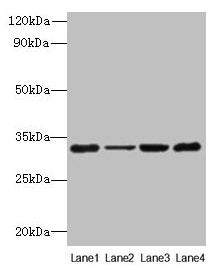 PDCD1 Antibody
