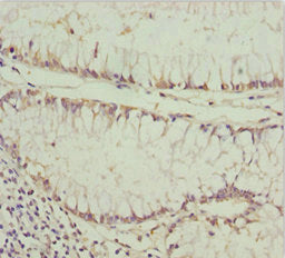 PDGFRL Antibody