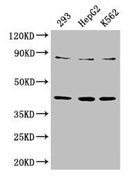PTPA Antibody