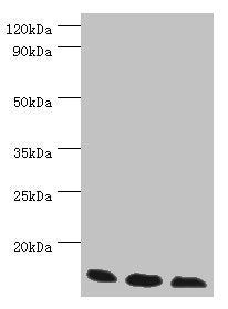 ELOB Antibody
