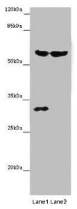 TERF2 Antibody