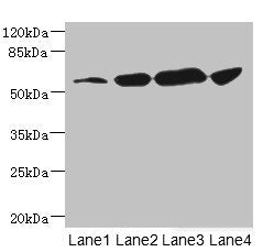 CHRNA6 Antibody