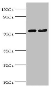 SEPT7 Antibody
