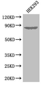 EXT1 Antibody