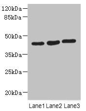 MAPKAPK3 Antibody