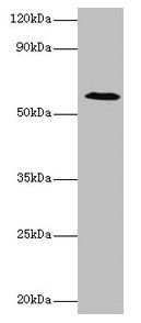 UGP2 Antibody