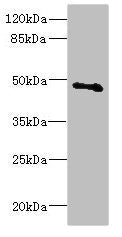 COX10 Antibody