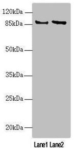 MAPK8IP2 Antibody
