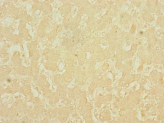 DNASE1L3 Antibody