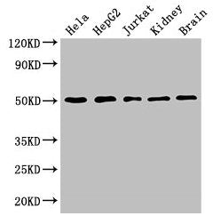 TUBA3C Antibody