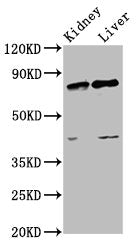 SUZ12 Antibody