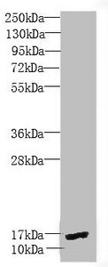 PEA15 Antibody