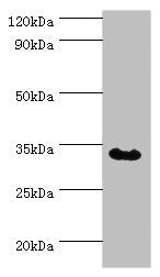 TRADD Antibody