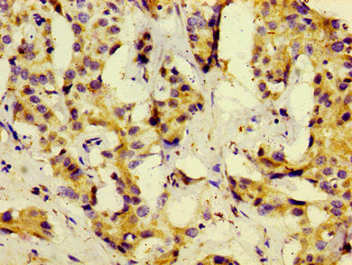 KISS1 Antibody