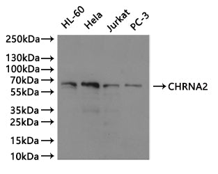 CHRNA2 Antibody