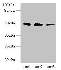 ZBTB6 Antibody
