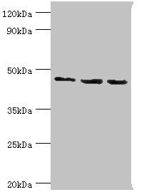 RBBP7 Antibody