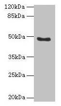 RBBP7 Antibody