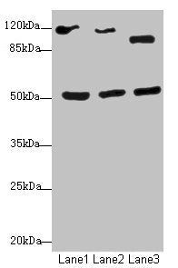 NFIL3 Antibody