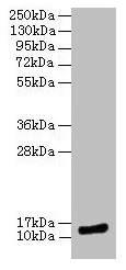 MLANA Antibody