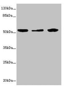 KYNU Antibody